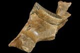 Woolly Mammoth Partial Jaw with M Molar #149838-6